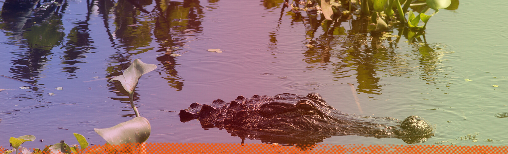 Alligator in lake