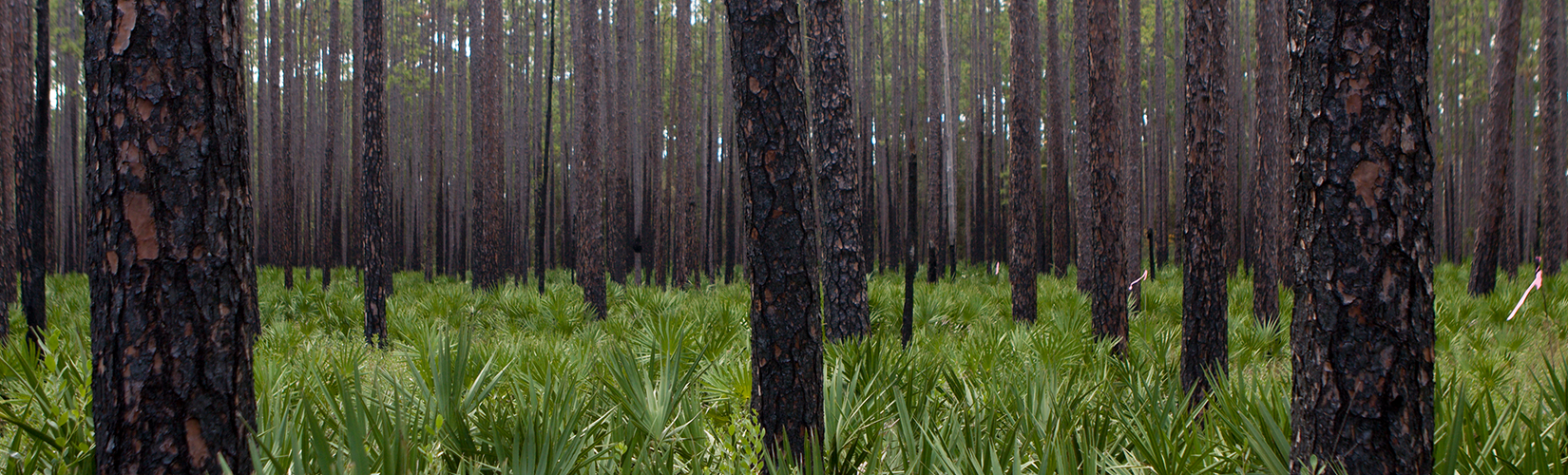 Pine trees and palmetto scrub
